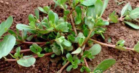 马齿苋和假马齿苋有什么区别