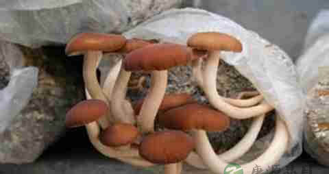 长根菇的营养价值_吃长根菇的好处