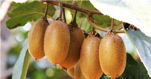 猕猴桃和苹果哪个好