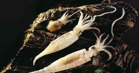 枪乌贼的营养价值_吃枪乌贼的好处 枪乌贼的营养价值_吃枪乌贼的好处