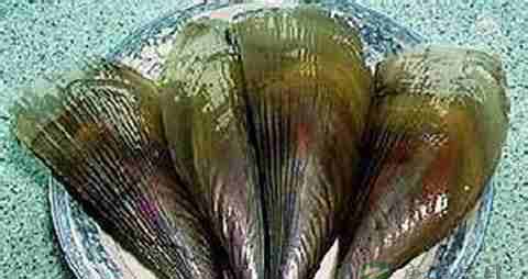 带子的营养价值_吃带子的好处