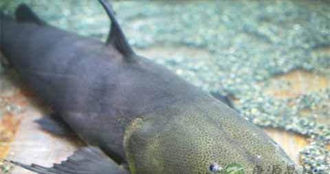 鲇鱼的吃法_哪些人不能吃鲇鱼