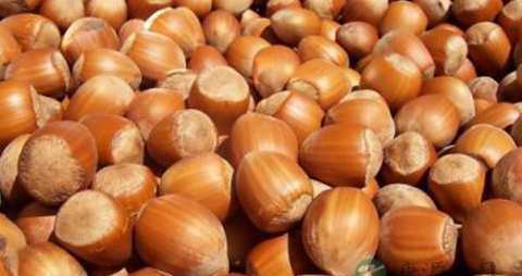 榛子仁的营养价值_吃榛子仁的好处