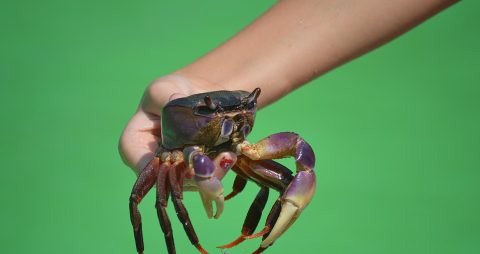 蒸螃蟹的做法步骤