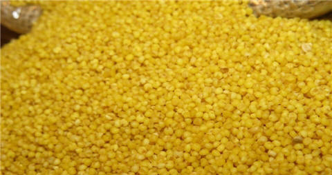 黄小米的营养价值_吃黄小米的好处
