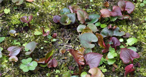 折耳根的营养价值_吃折耳根的好处