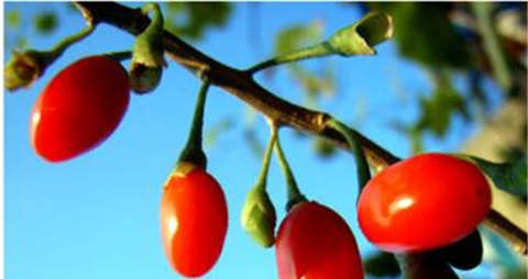 枸杞发黑还能吃吗