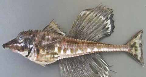 八角鱼的吃法_哪些人不能吃八角鱼 八角鱼的吃法_哪些人不能吃八角鱼