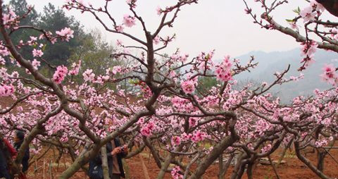 水蜜桃的营养价值_吃水蜜桃的好处