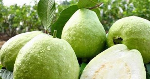 番石榴怎么储存