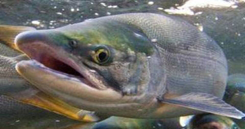 大麻哈鱼的营养价值_吃大麻哈鱼的好处