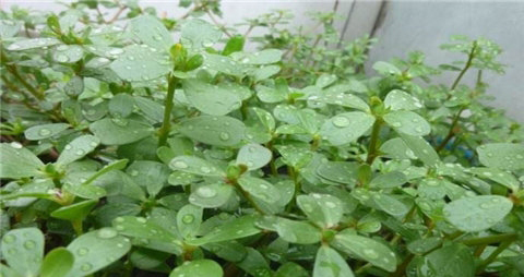 马齿苋的功效与作用及禁忌 马齿苋的功效与作用及禁忌