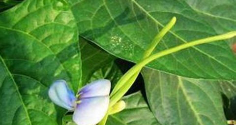 油豆角的营养价值_吃油豆角的好处