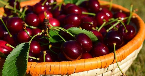 新鲜樱桃怎么保存 新鲜樱桃怎么保存