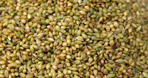 青稞的吃法_哪些人不能吃青稞