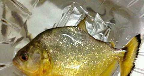 黄钻鱼的营养价值_吃黄钻鱼的好处
