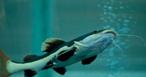 小姐鱼的营养价值_吃小姐鱼的好处