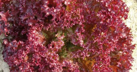 紫叶生菜的吃法_哪些人不能吃紫叶生菜