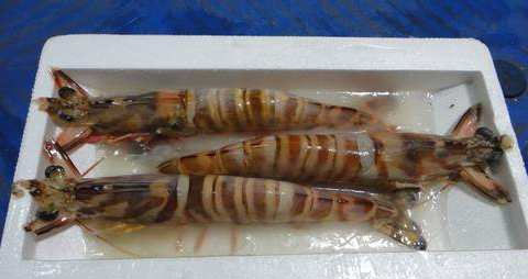 竹节虾的营养价值_吃竹节虾的好处 竹节虾的营养价值_吃竹节虾的好处