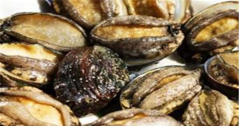 杂色鲍的吃法_哪些人不能吃杂色鲍