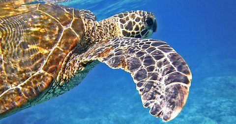 海龟的吃法_哪些人不能吃海龟