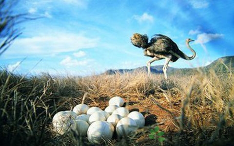 鸵鸟蛋的吃法_哪些人不能吃鸵鸟蛋