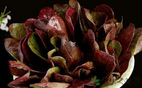 补血菜的吃法_哪些人不能吃补血菜