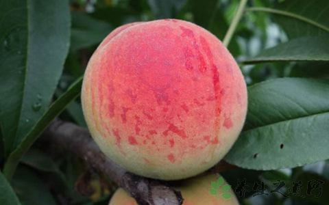 孕期吃桃子的好处和坏处