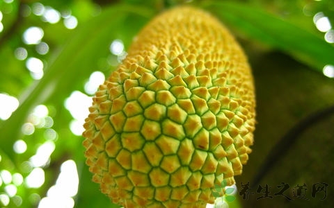 榴莲开口多少能吃