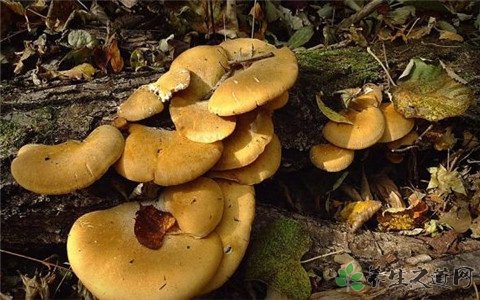 元蘑的营养价值_吃元蘑的好处