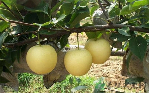 皇冠梨的吃法_哪些人不能吃皇冠梨