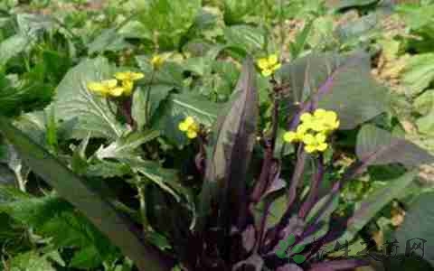 菜薹的营养价值_吃菜薹的好处