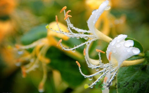 金银花茶的吃法_哪些人不能吃金银花茶