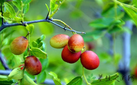 野山枣的营养价值_吃野山枣的好处