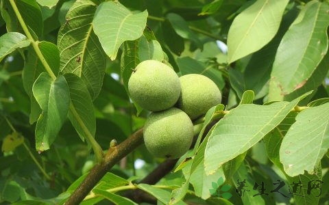 新鲜核桃是什么味道