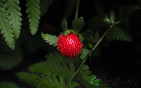 冻草莓怎么做罐头 冻草莓怎么做罐头