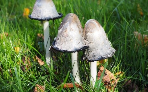 鸡腿菇怎么保存 鸡腿菇怎么保存