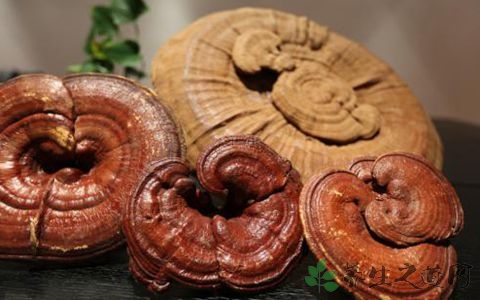 灵芝怎么做不苦