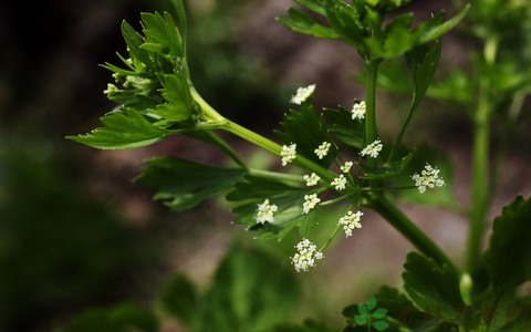 芹菜的营养价值_吃芹菜的好处