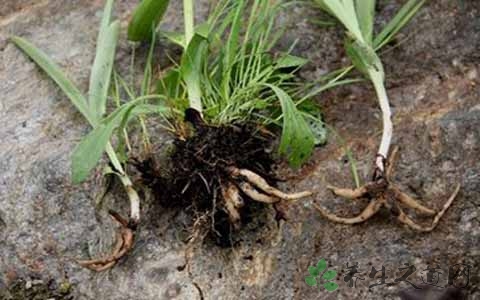 手掌参的吃法_哪些人不能吃手掌参