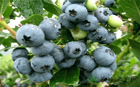 蓝莓每天吃多少合适