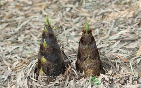 毛竹笋的吃法_哪些人不能吃毛竹笋 毛竹笋的吃法_哪些人不能吃毛竹笋