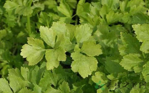 芹菜叶的营养价值_吃芹菜叶的好处