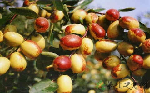 梨枣的吃法_哪些人不能吃梨枣 梨枣的吃法_哪些人不能吃梨枣