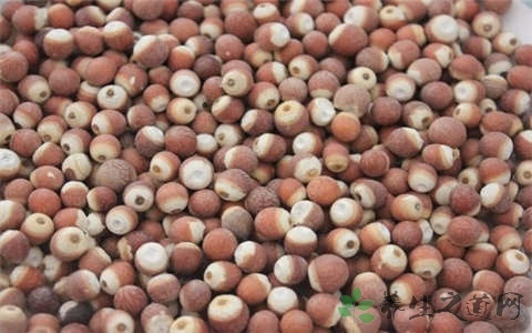 芡实米的吃法_哪些人不能吃芡实米