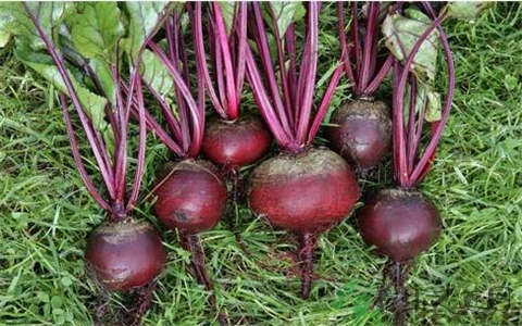 甜菜的吃法_哪些人不能吃甜菜