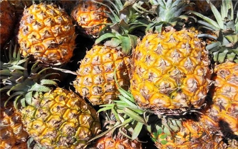 凤梨和菠萝哪个更好吃