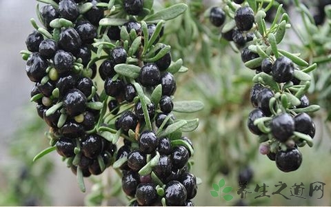 黑枸杞的正确吃法