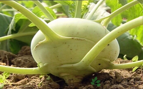 球茎甘蓝的吃法_哪些人不能吃球茎甘蓝