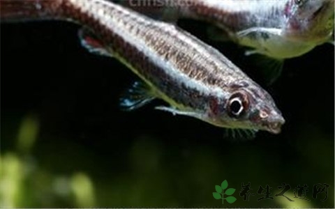 尖嘴白的吃法_哪些人不能吃尖嘴白